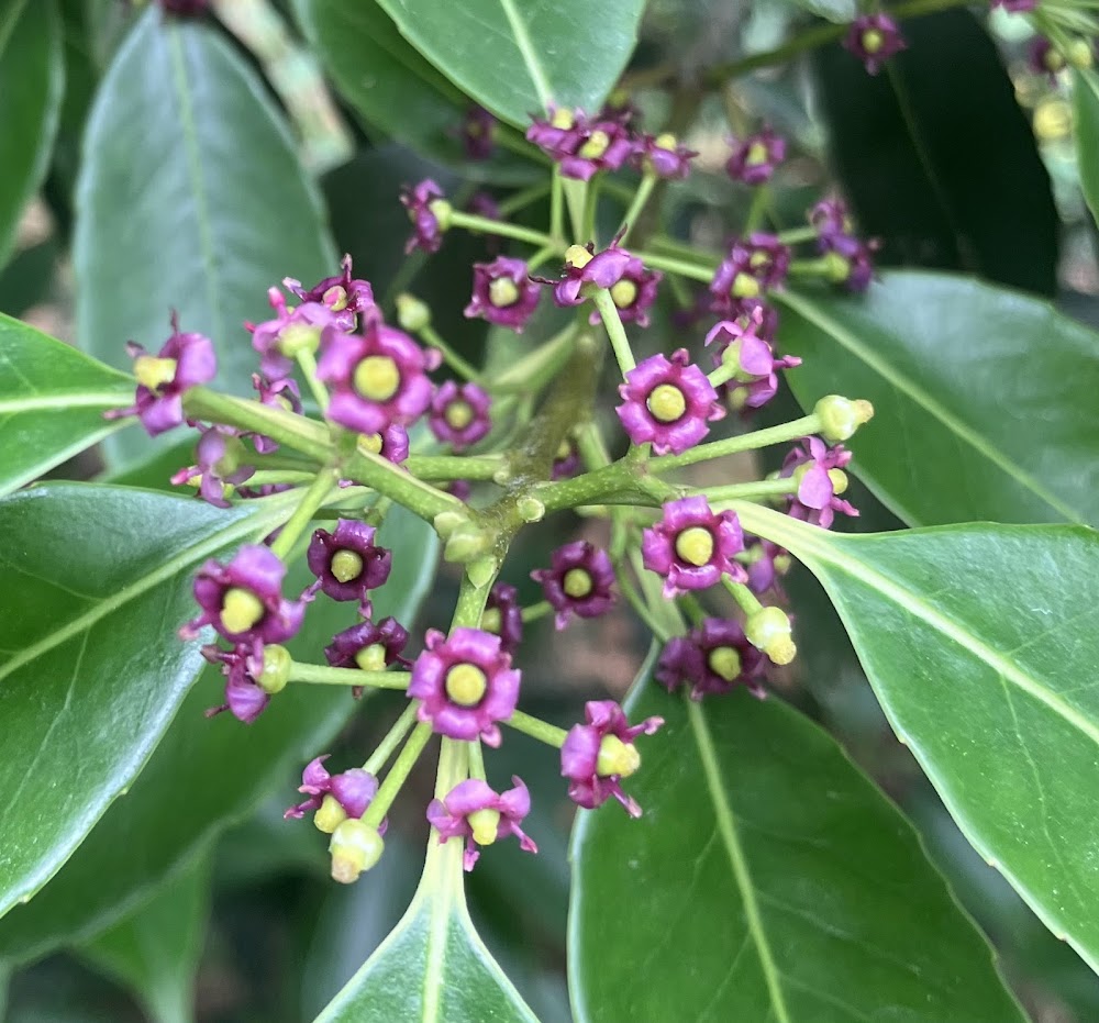 Ilex purpurea 'Cherry Ice'
