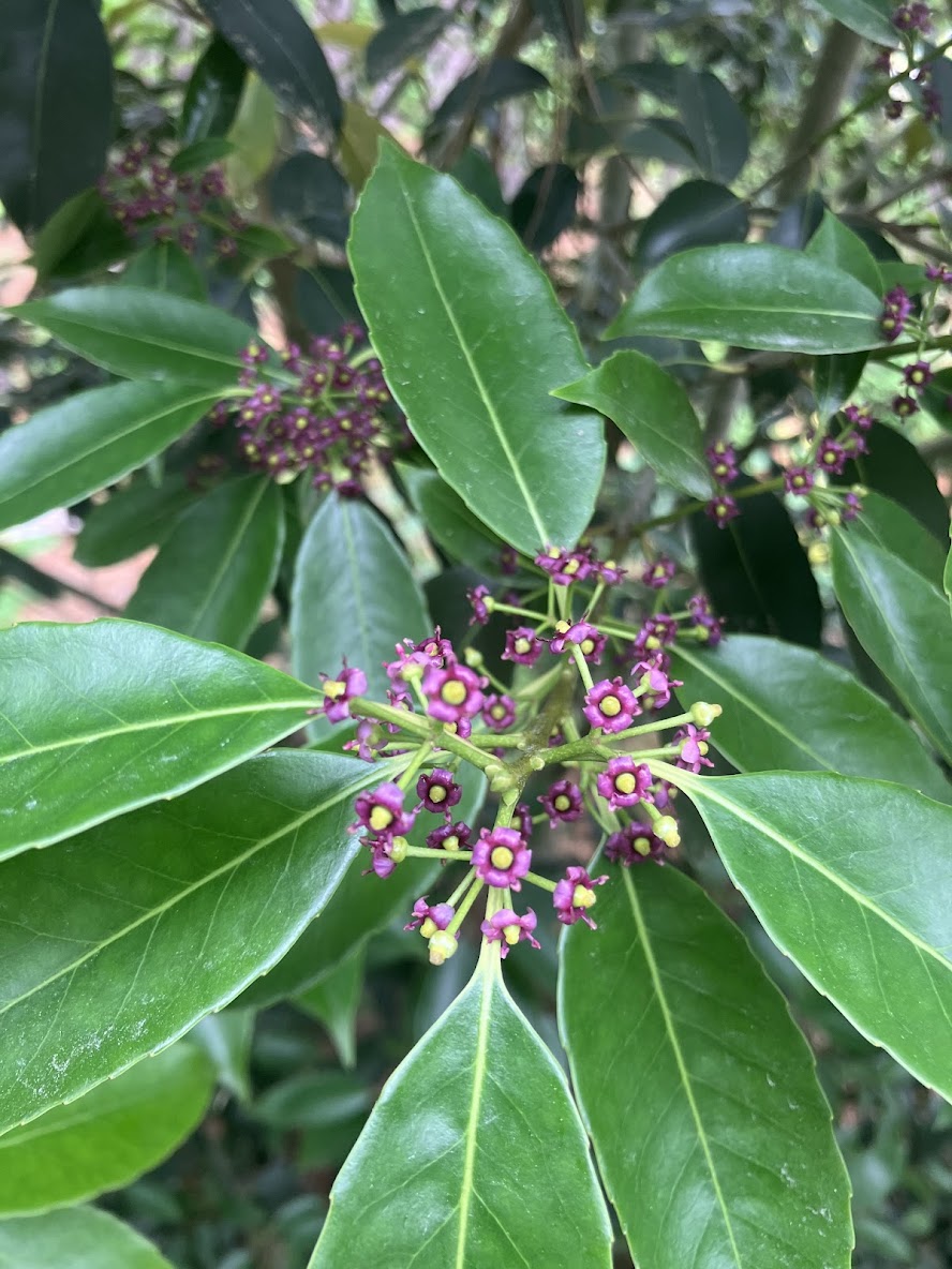 Ilex purpurea 'Cherry Ice'