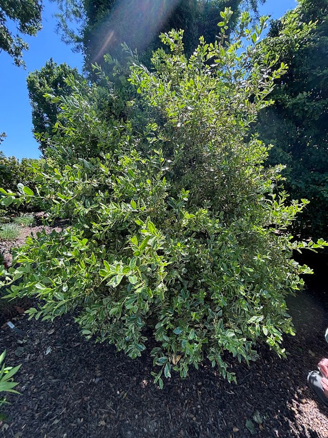 Ilex cornuta 'Willowleaf Variegated'