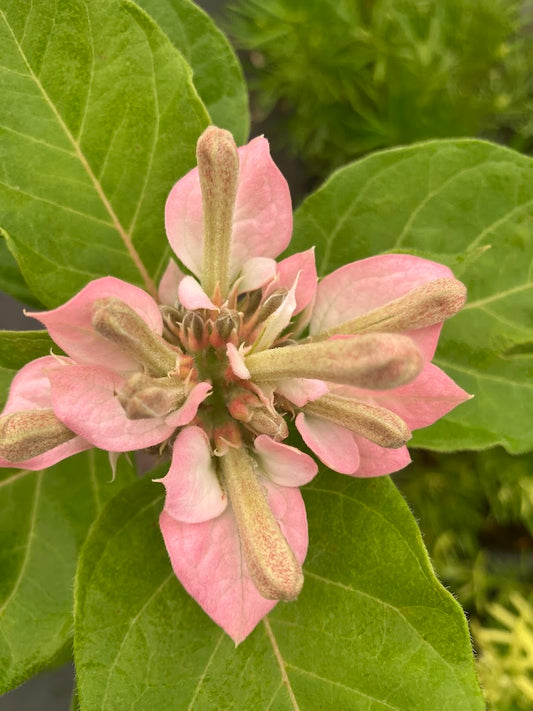 Pinckneya bracteata 'Adora' RARE EXCLUSIVE NEW RELEASE
