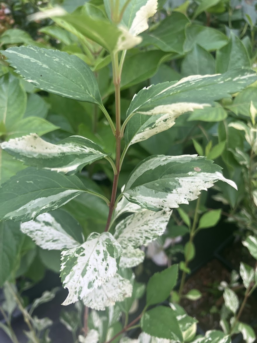 Forsythia 'Spring Beauty'