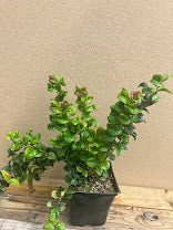 Leucothoe axillaris 'Curly Red'