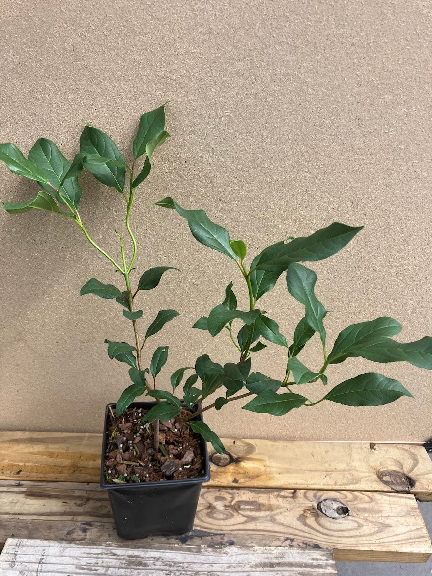 Viburnum x globosum 'Jermyn's Globe'