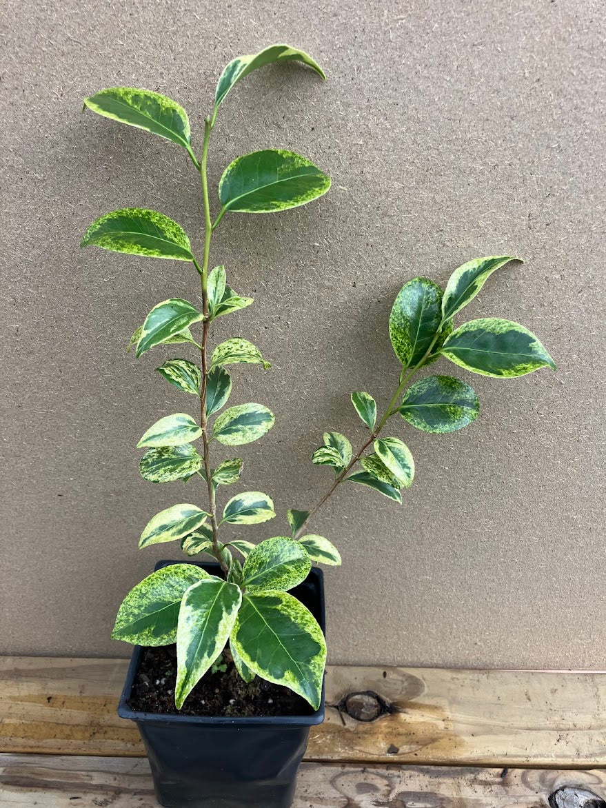 Camellia japonica 'Portuense'