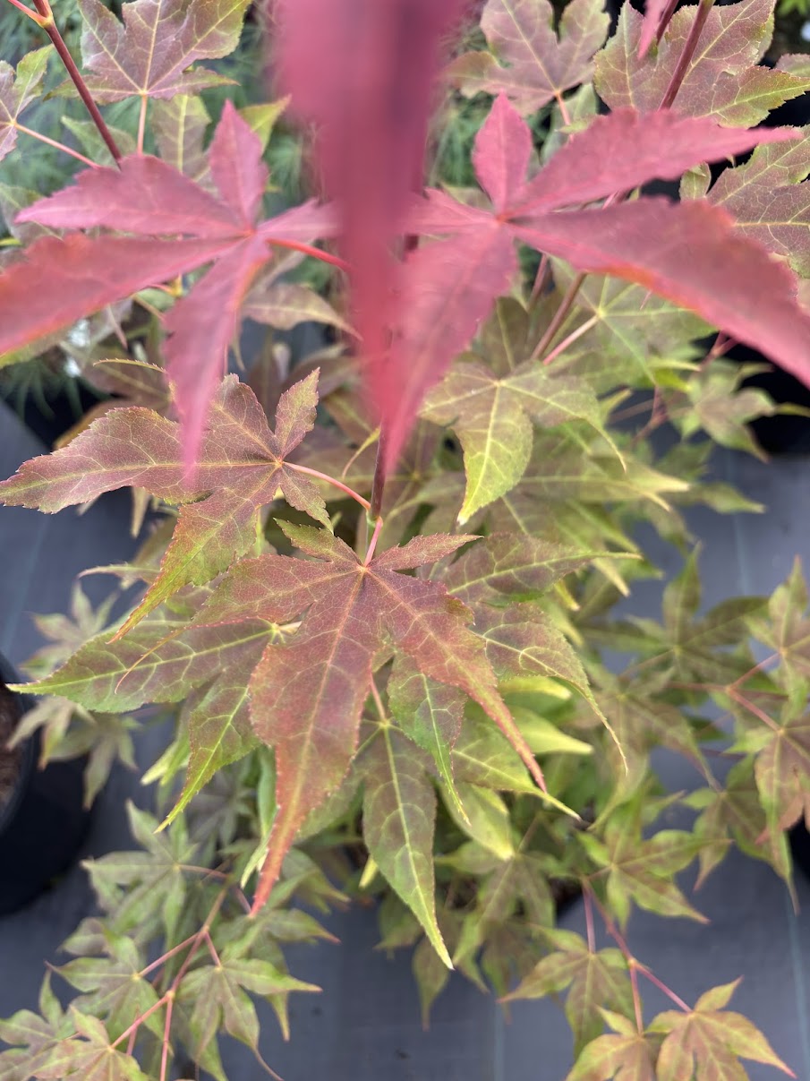 Acer palmatum 'Gable's Glory'