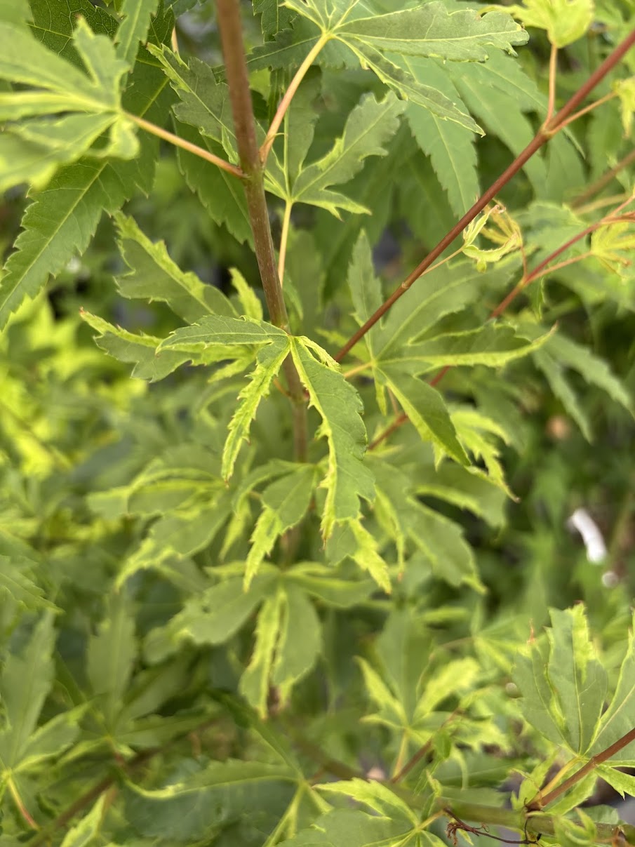 Acer palmatum 'Milky Way'