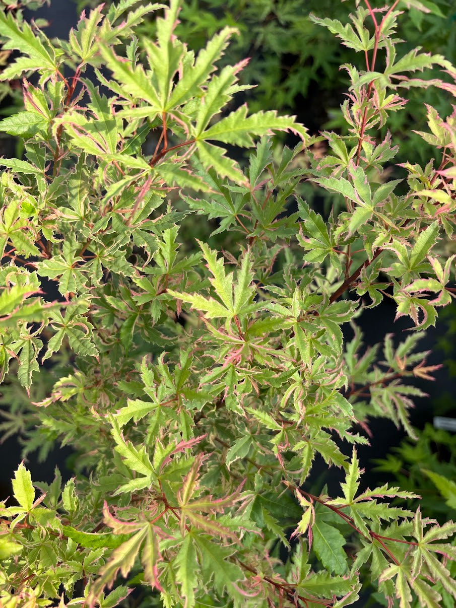 Acer palmatum 'Mama Fu'