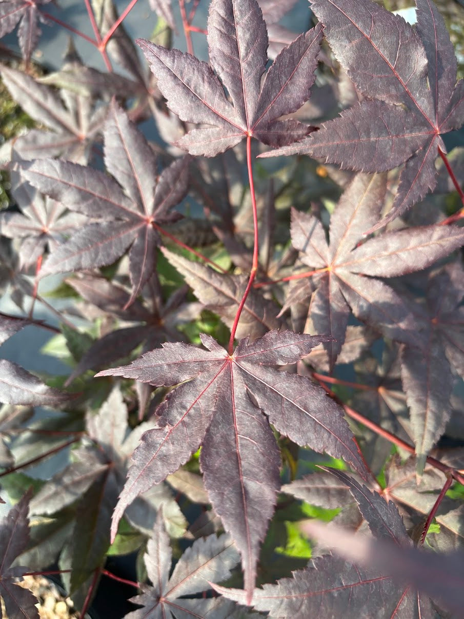 Acer palmatum 'Jet Black'