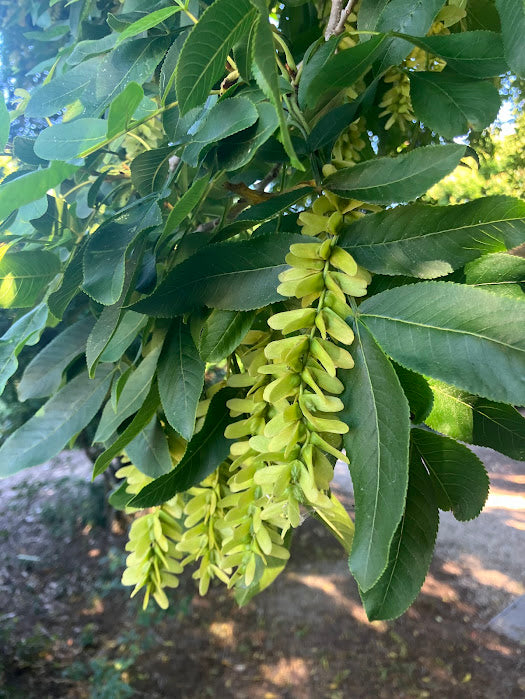 Pterocarya rhoifolia
