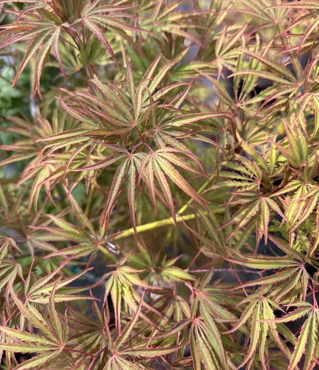 Acer palmatum 'Heartbeat'