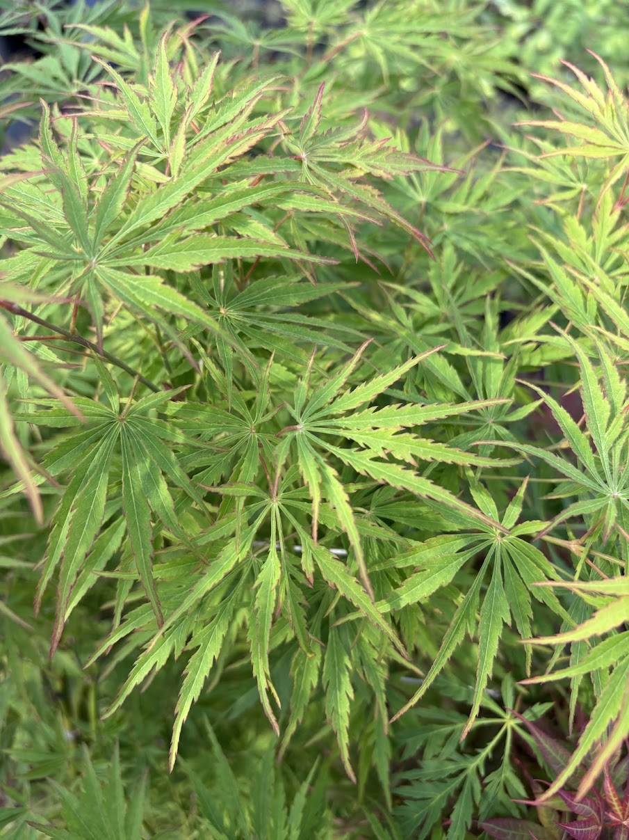 Acer palmatum 'Lemon Lime Lace'