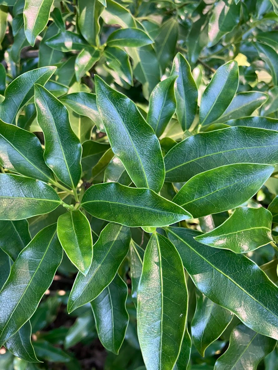 Dendropanax pellucidopuncatus