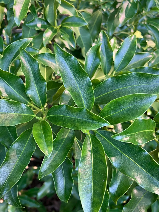 Dendropanax pellucidopuncatus