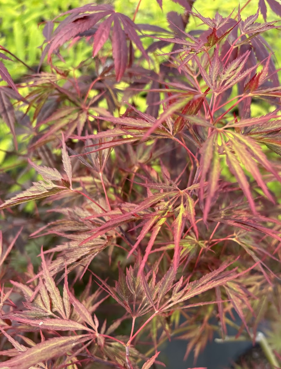 Acer palmatum 'Garnet Tower'