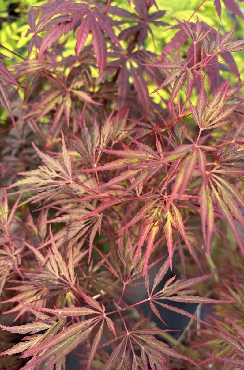 Acer palmatum 'Garnet Tower' – Garden Treasures Nursery