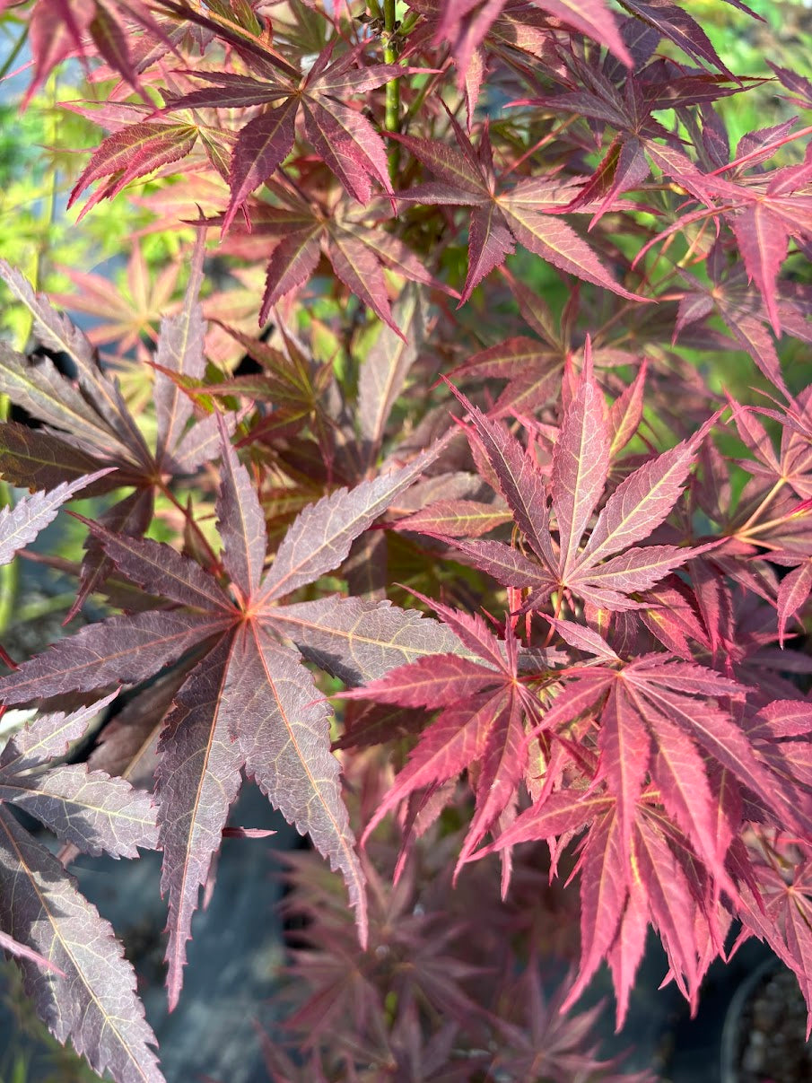 Acer palmatum 'Mon Papa'