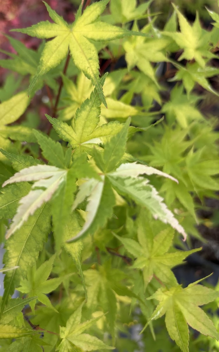 Acer palmatum 'Cotton Candy'
