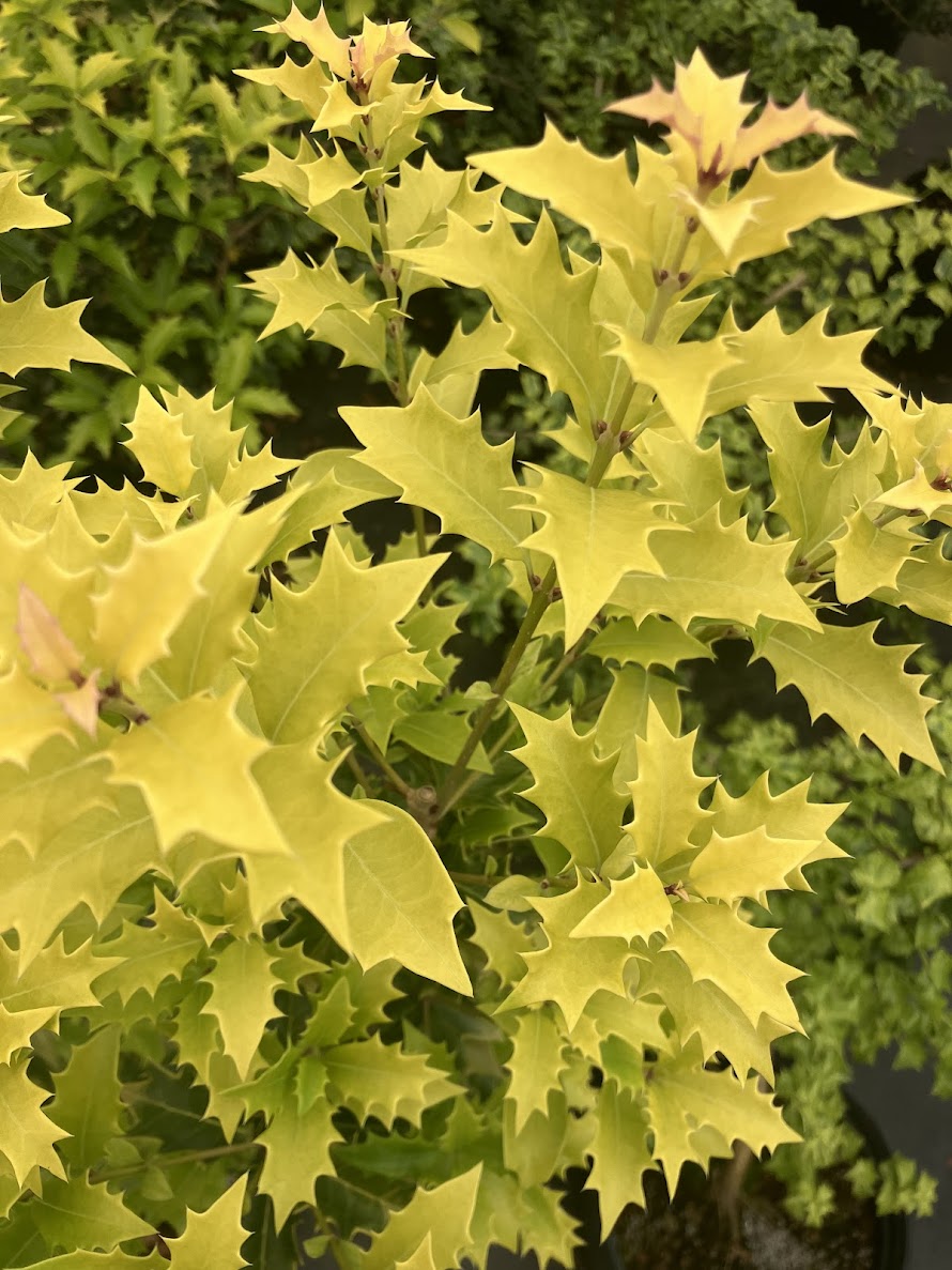 Osmanthus heterophyllus 'Ogon'