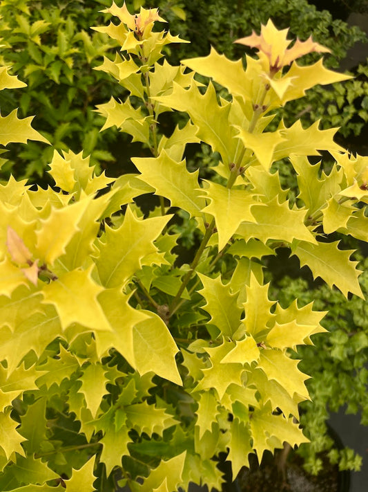 Osmanthus heterophyllus 'Ogon'