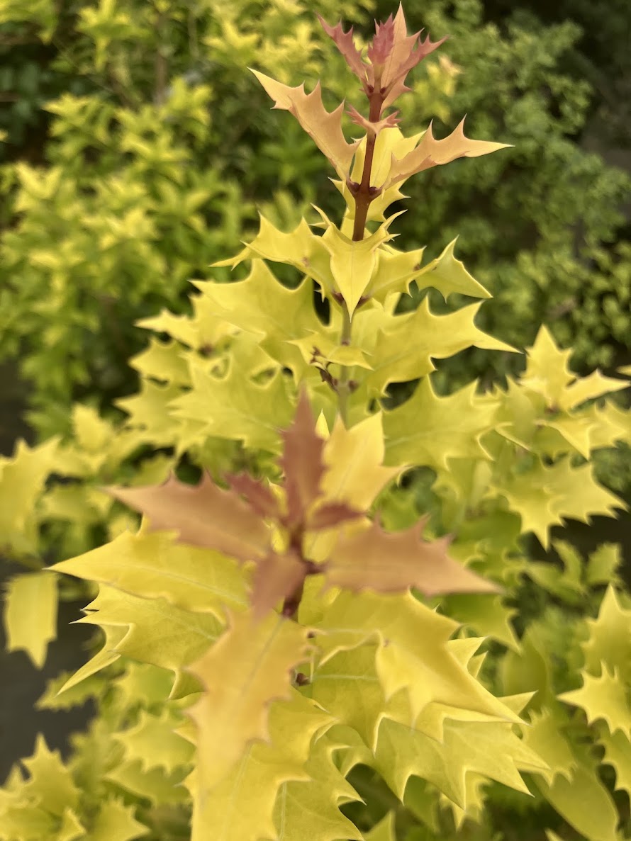 Osmanthus heterophyllus 'Ogon'