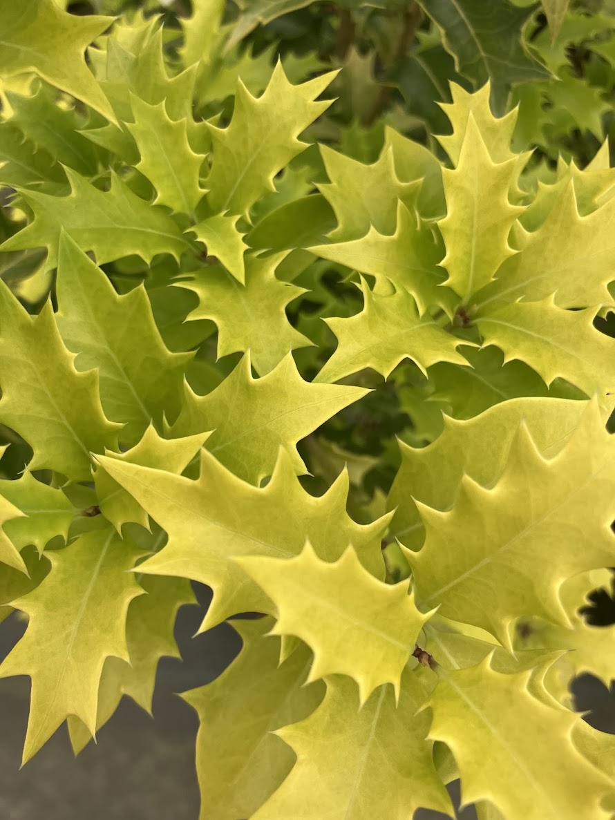 Osmanthus heterophyllus 'Ogon'