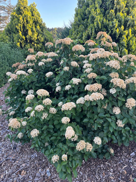 Viburnum dilatatum 'Asian Beauty'