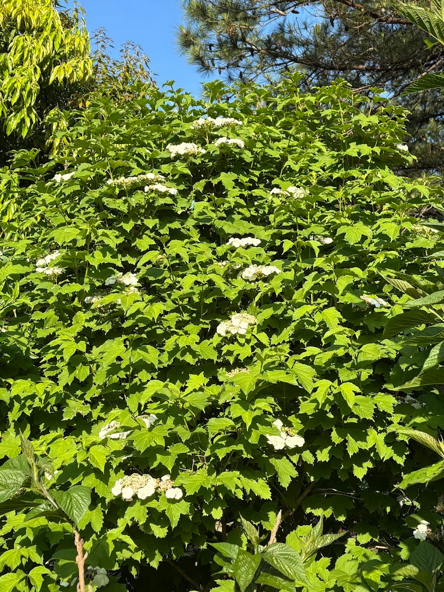 Viburnum opulus var. calvescens