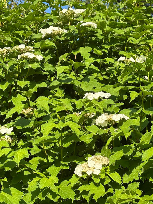 Viburnum opulus var. calvescens