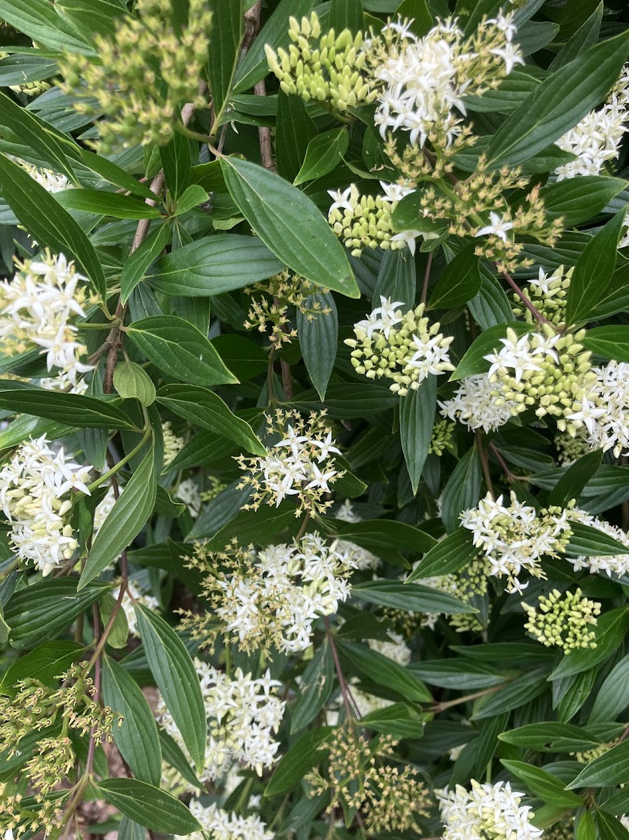 Cornus quinquenervis