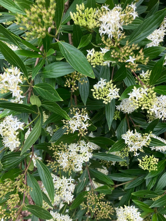 Cornus quinquenervis