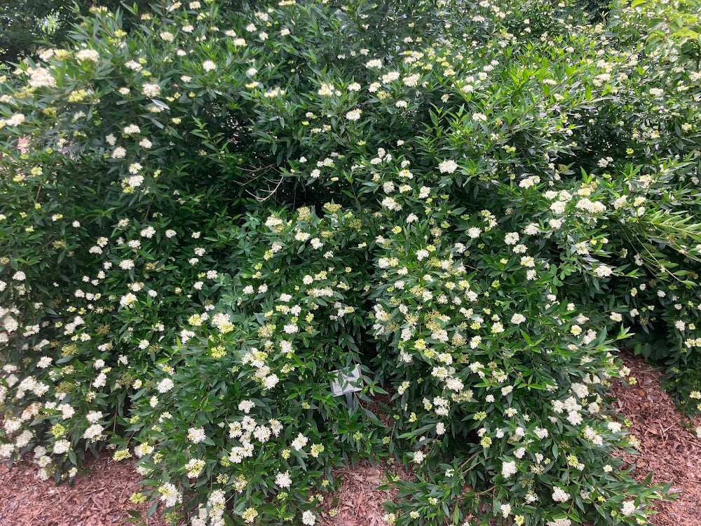 Cornus quinquenervis