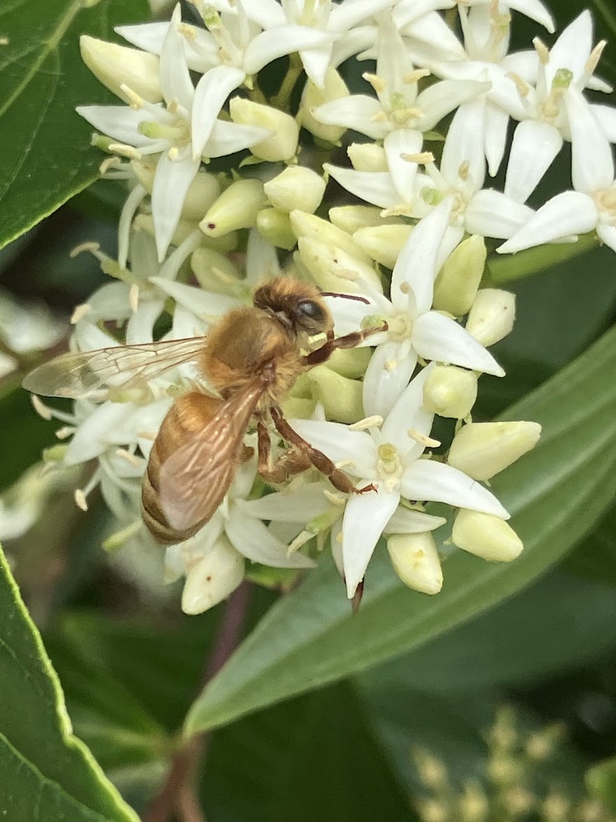Cornus quinquenervis