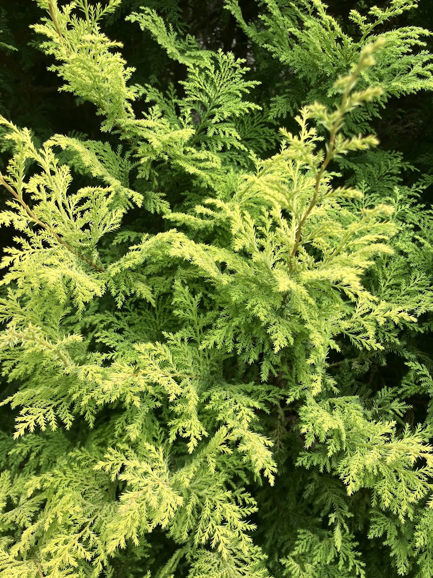 Chamaecyparis pisifera 'Harvard Gold'