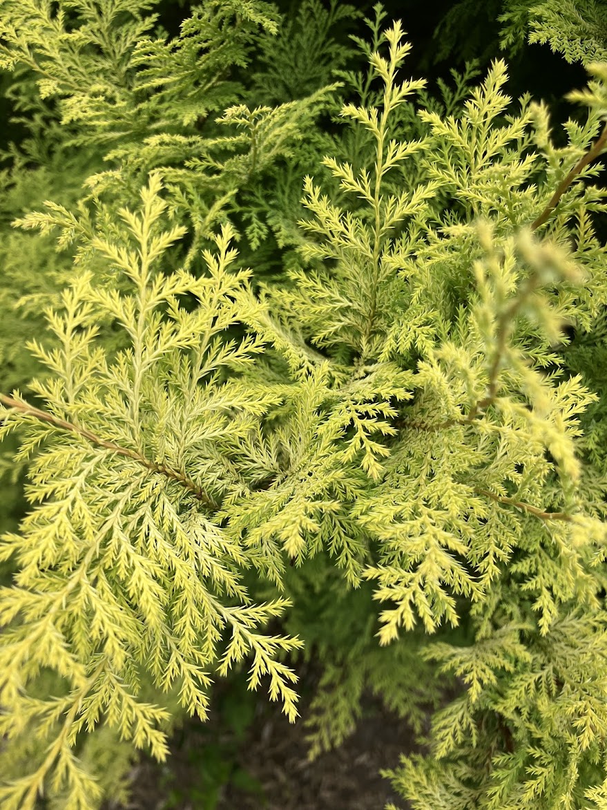 Chamaecyparis pisifera 'Harvard Gold'