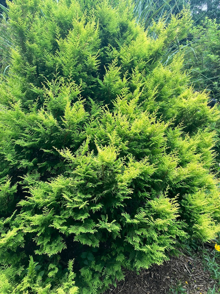 Chamaecyparis pisifera 'Harvard Gold'
