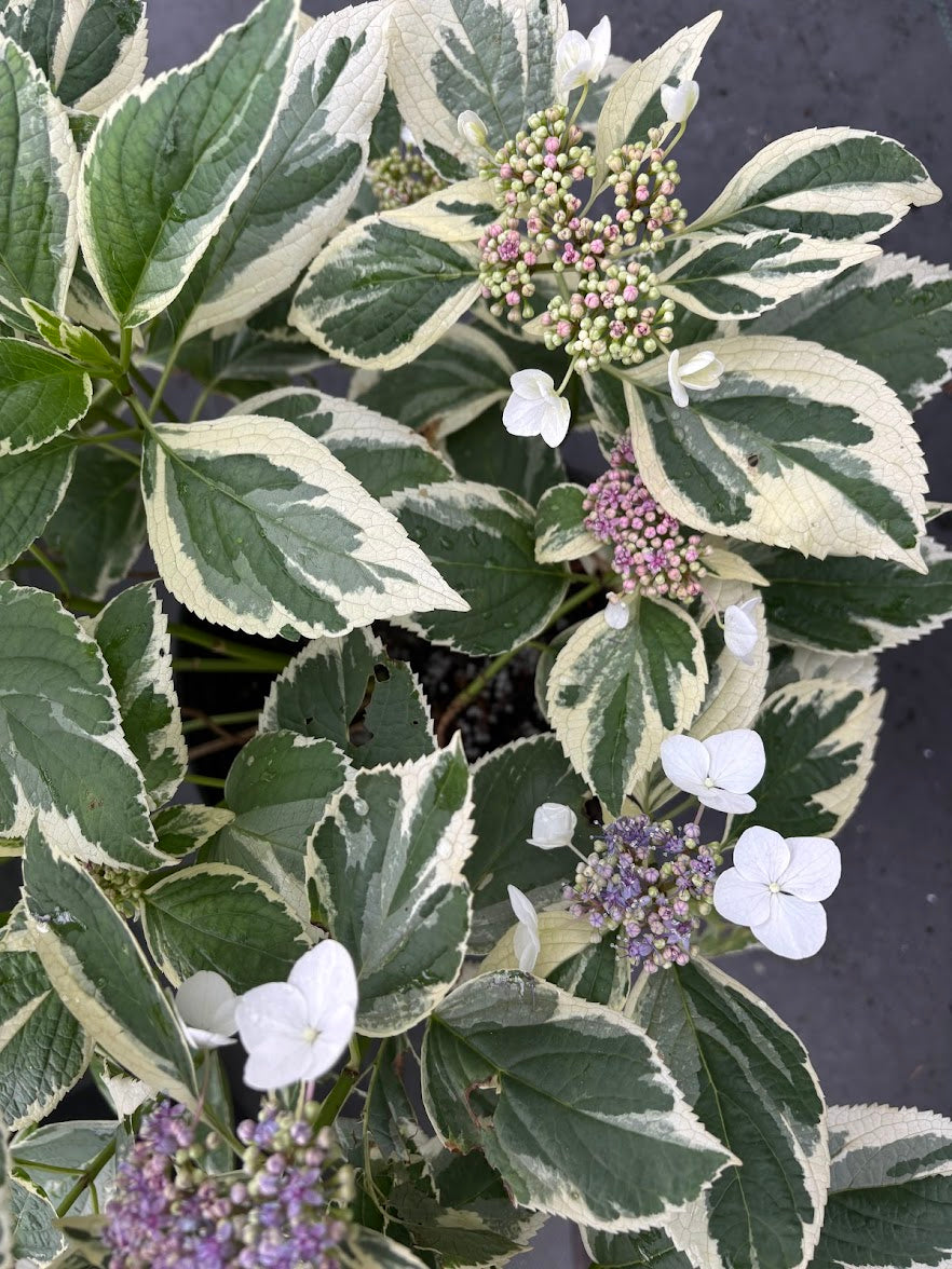Hydrangea serrata 'Koijigahama' RARE