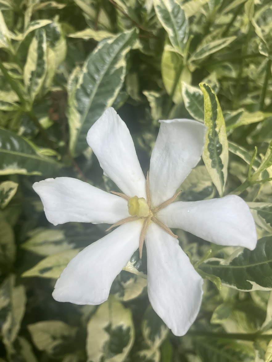 Gardenia jasminoides 'Kaleidoscope'