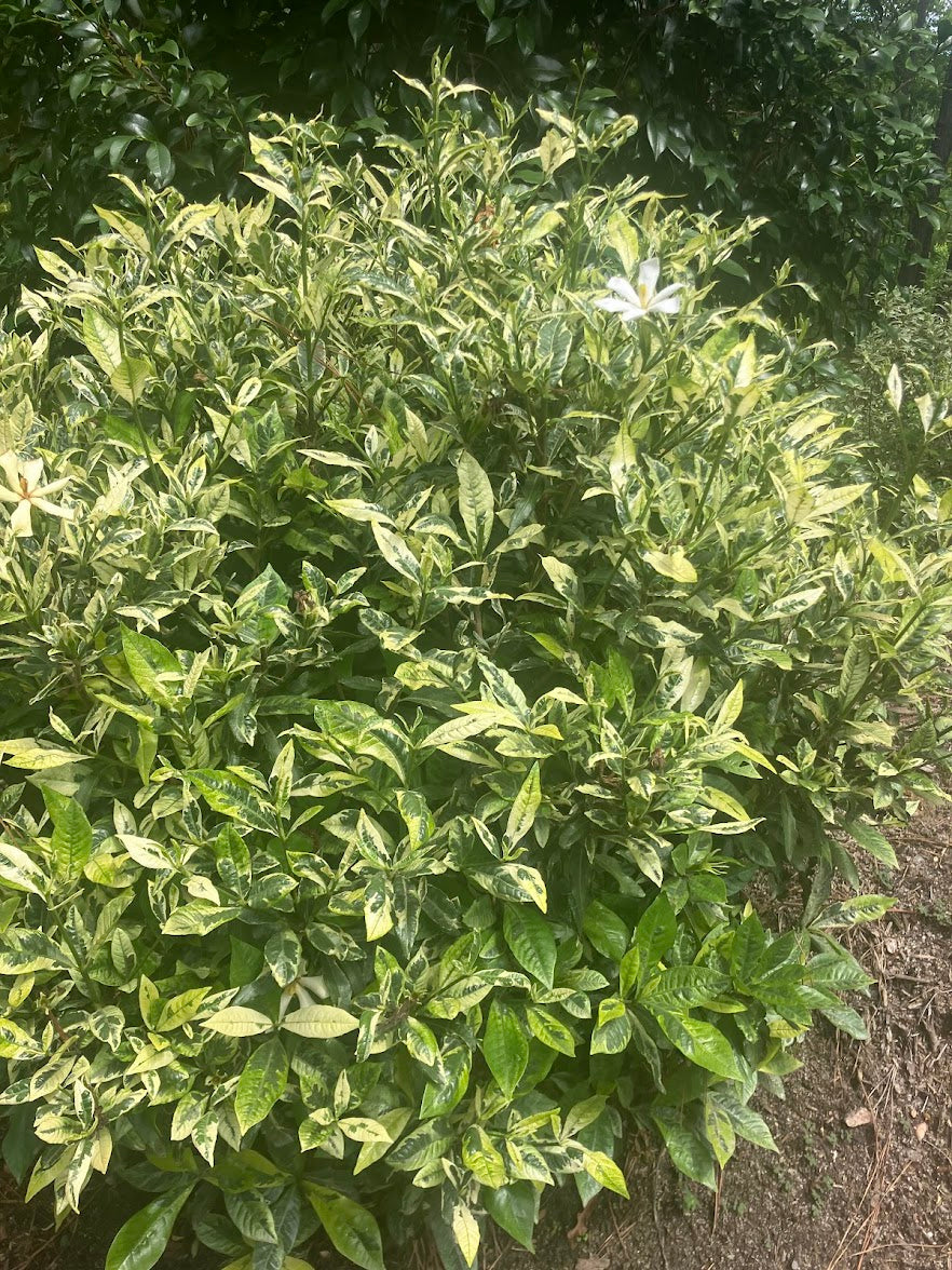 Gardenia jasminoides 'Kaleidoscope'