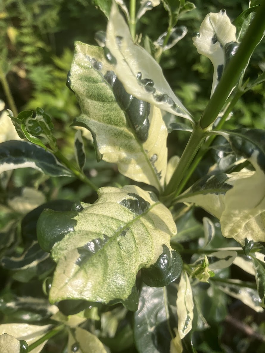 Gardenia jasminoides "White Sanko Variegated" RARE