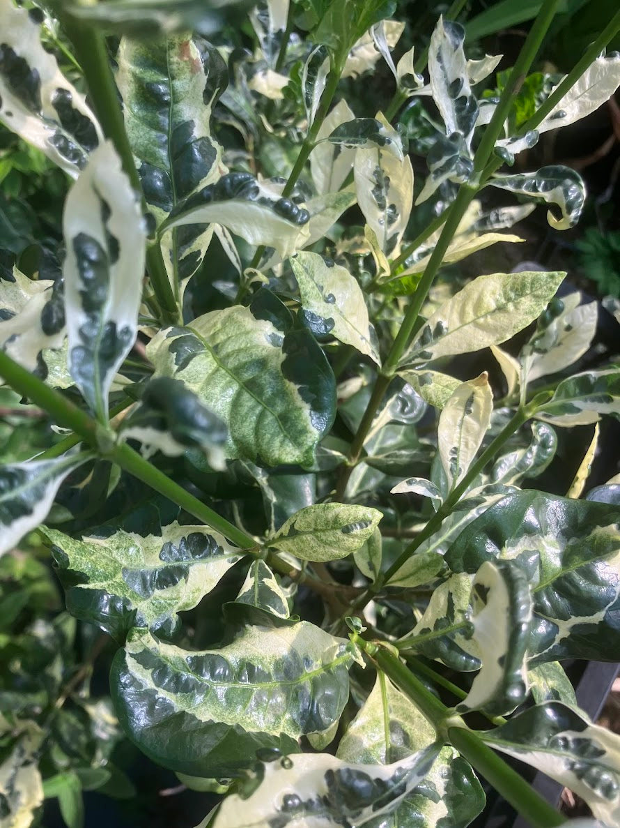 Gardenia jasminoides "White Sanko Variegated" RARE
