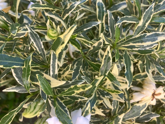 Gardenia jasminoides 'Radicans Variegated with double flowers'