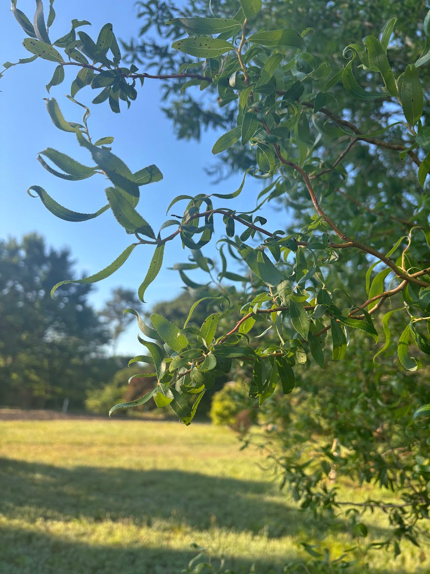 Salix 'Swizzlestick'