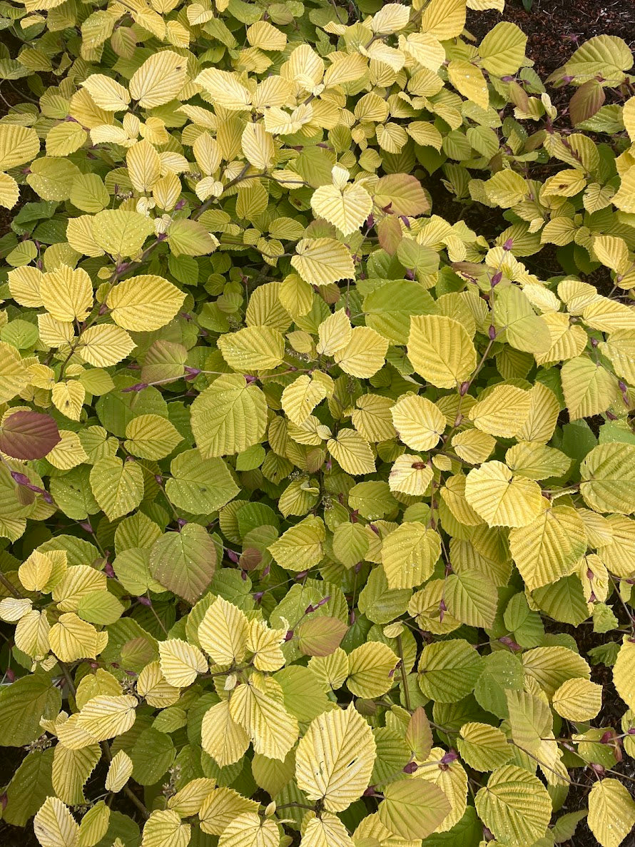 Corylopsis spicata 'Golden Spring'
