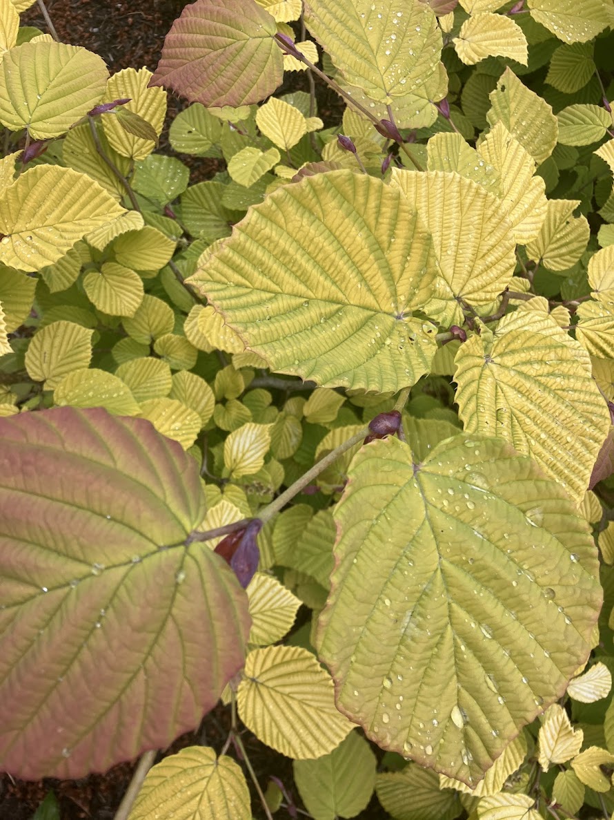 Corylopsis spicata 'Golden Spring'