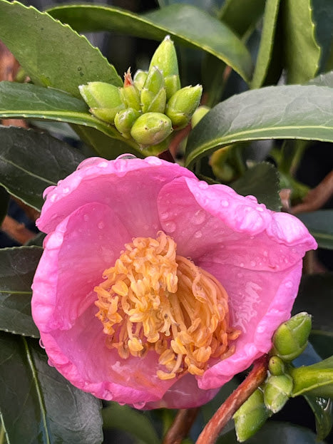 Camellia 'Origami Twist' - EXCLUSIVE NEW RELEASE. GARDEN TREASURES INTRODUCTION