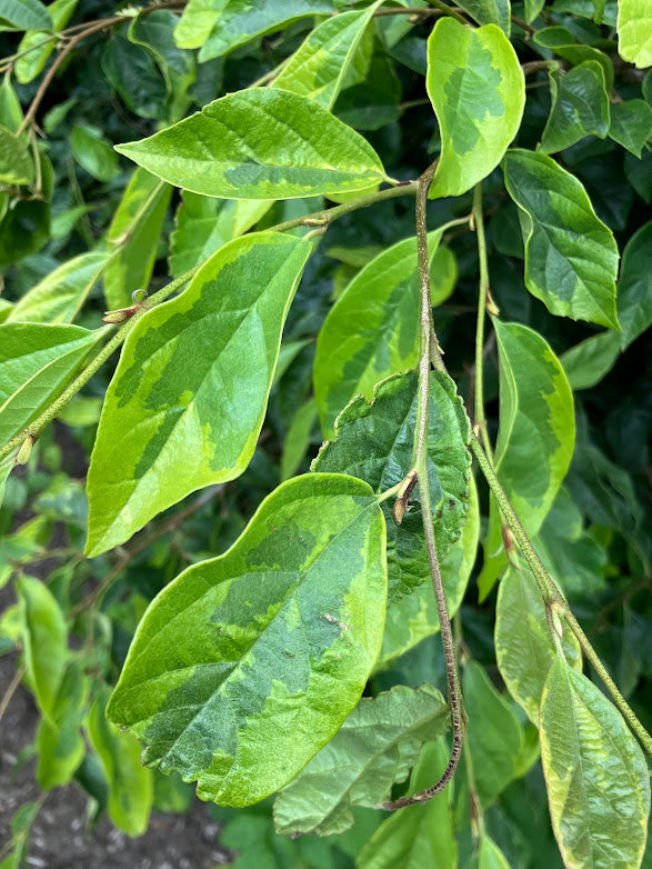 XSycoparrotia semidecidua "Variegated" RARE Bi-generic Hybrid