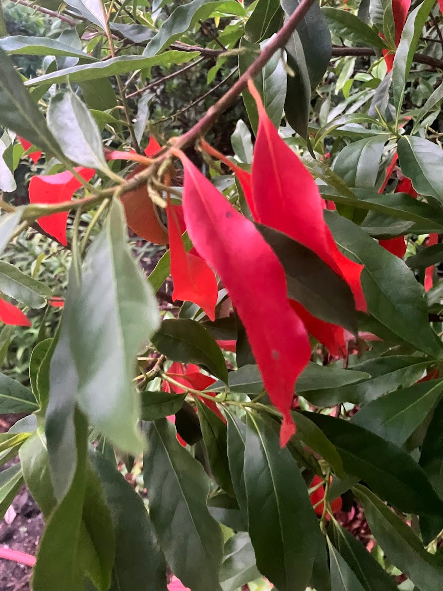 Elaeocarpus decipiens