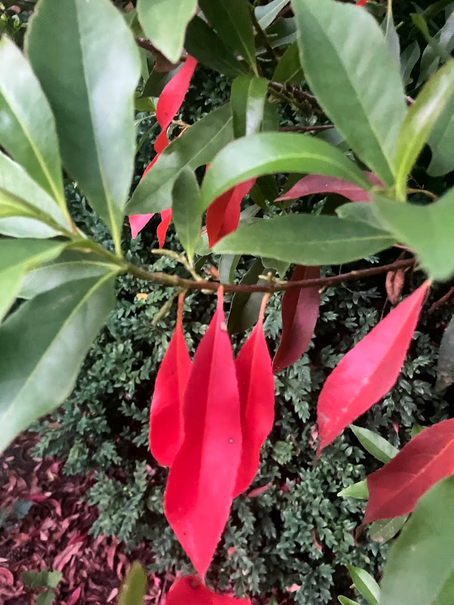 Elaeocarpus decipiens