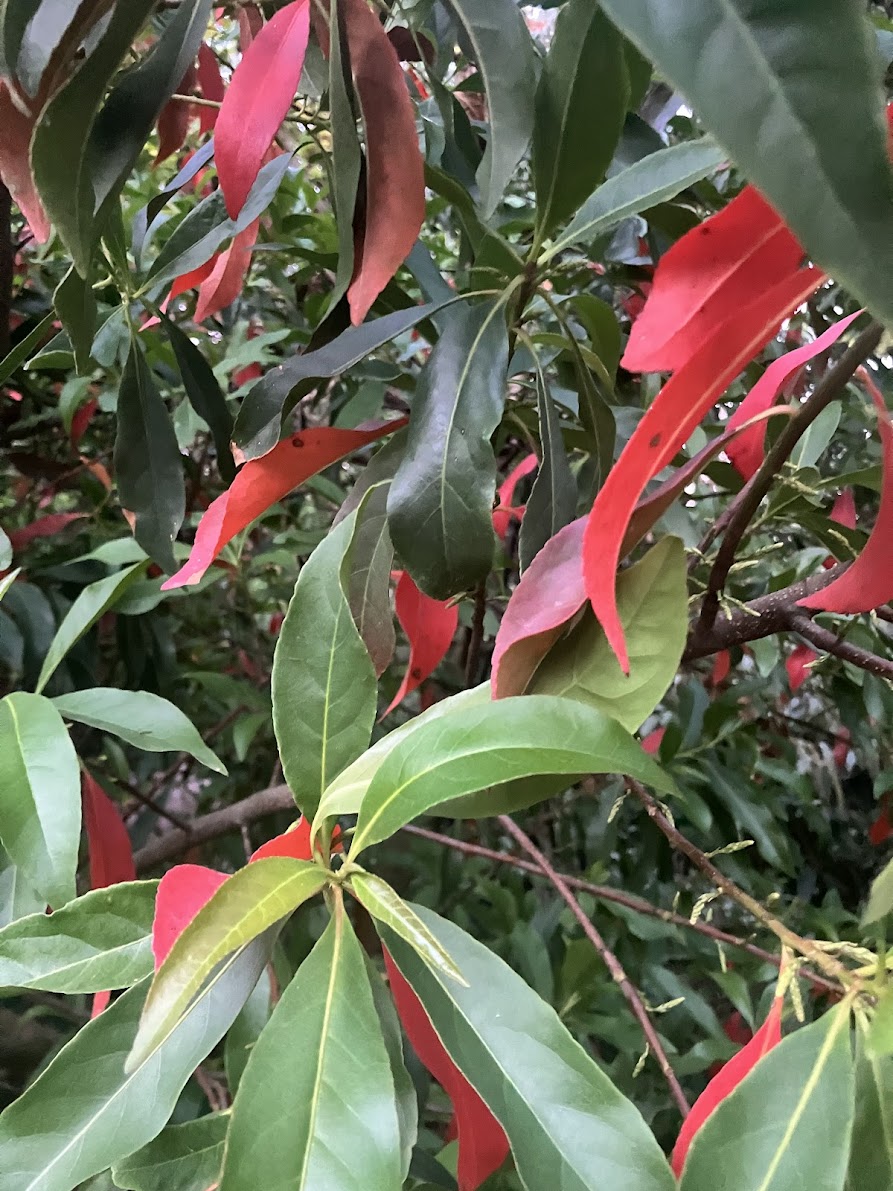 Elaeocarpus decipiens