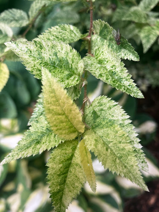 Prunus incisa 'Variegata'